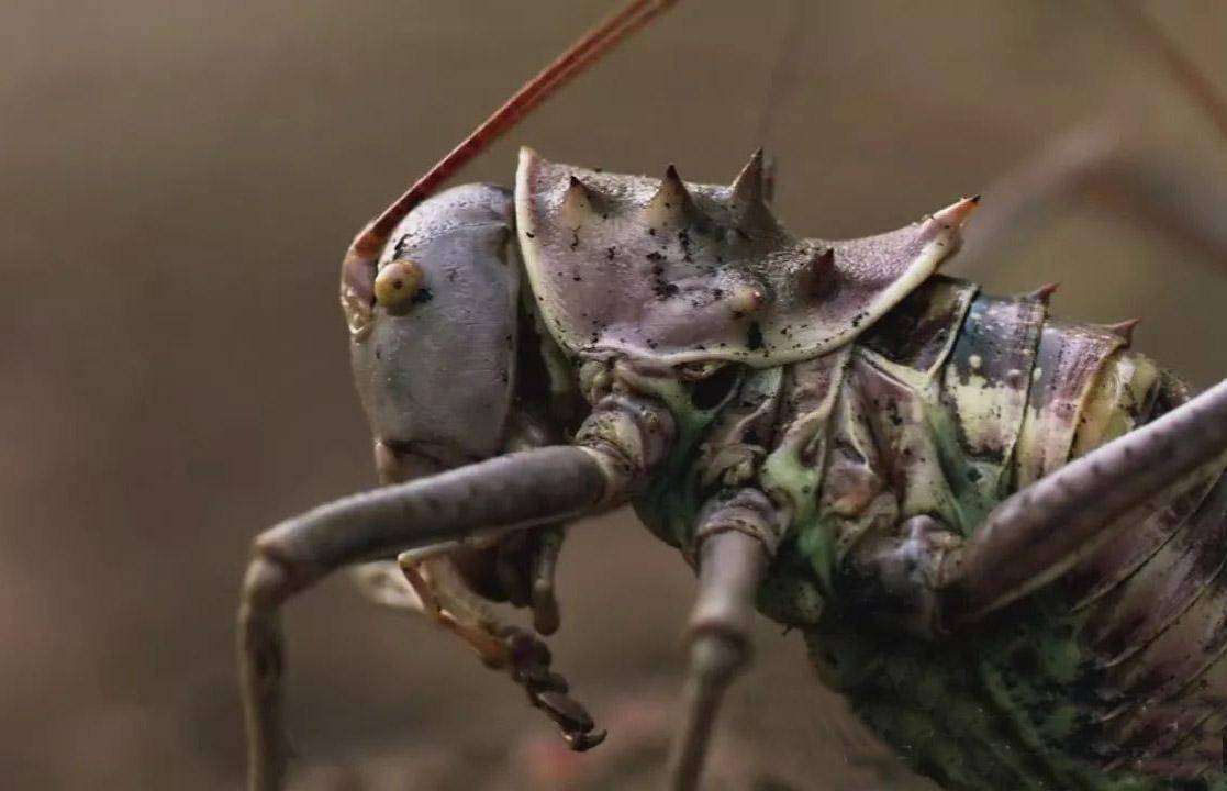 原创早起的虫子有鸟吃神奇的虫子会捕食鸟类它究竟是什么