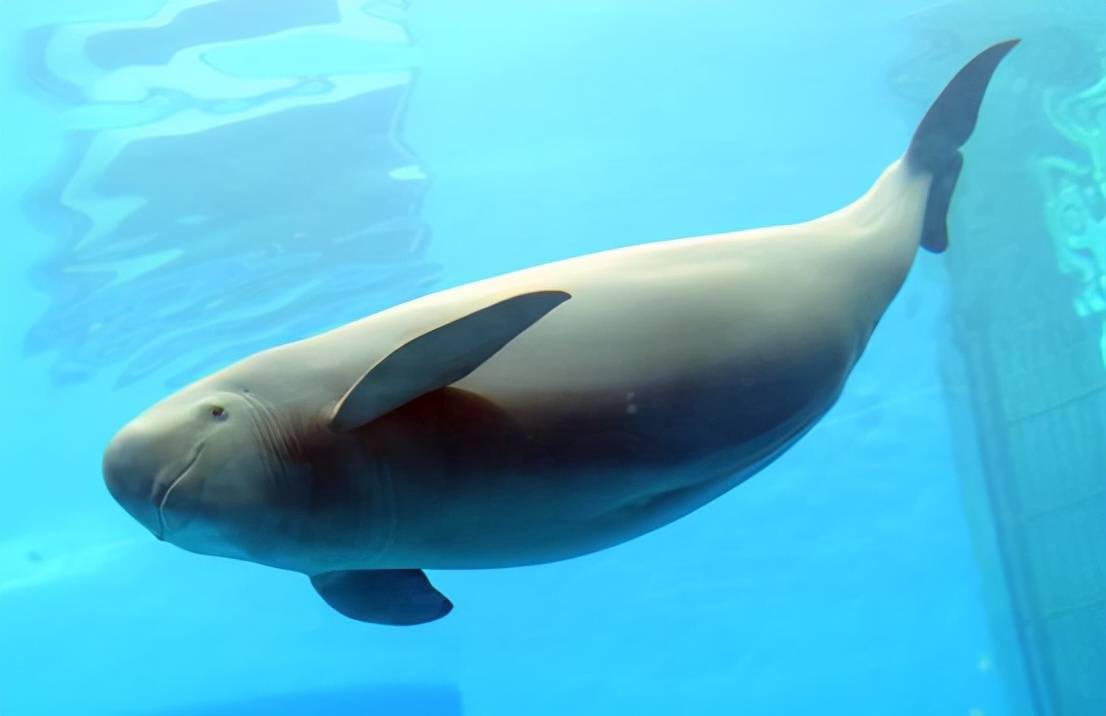 误闯杭州的东亚江豚已死亡!生前每20秒出水一次,它经历了什么?