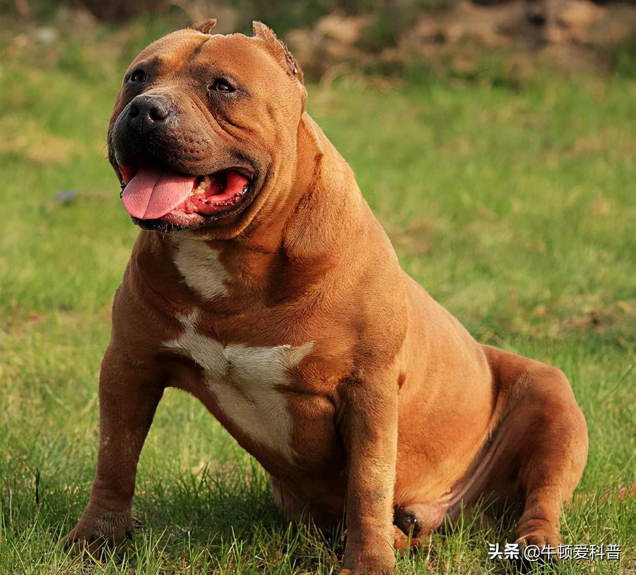 遇見趕緊跑世界十大猛犬藏獒僅排第二排名最高還是中國犬類