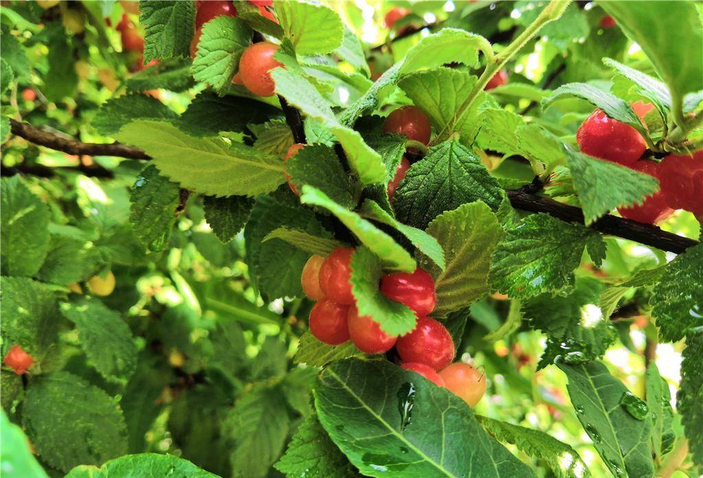 原创东北农村菜园子里的樱桃成熟了摘了一把吃在嘴里甜在心里