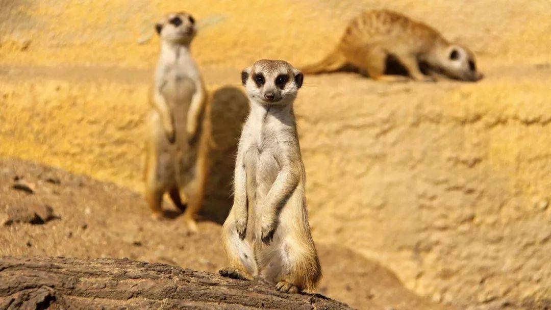 非洲精灵狐獴毒蝎眼镜蛇都礼让7分它有何威名