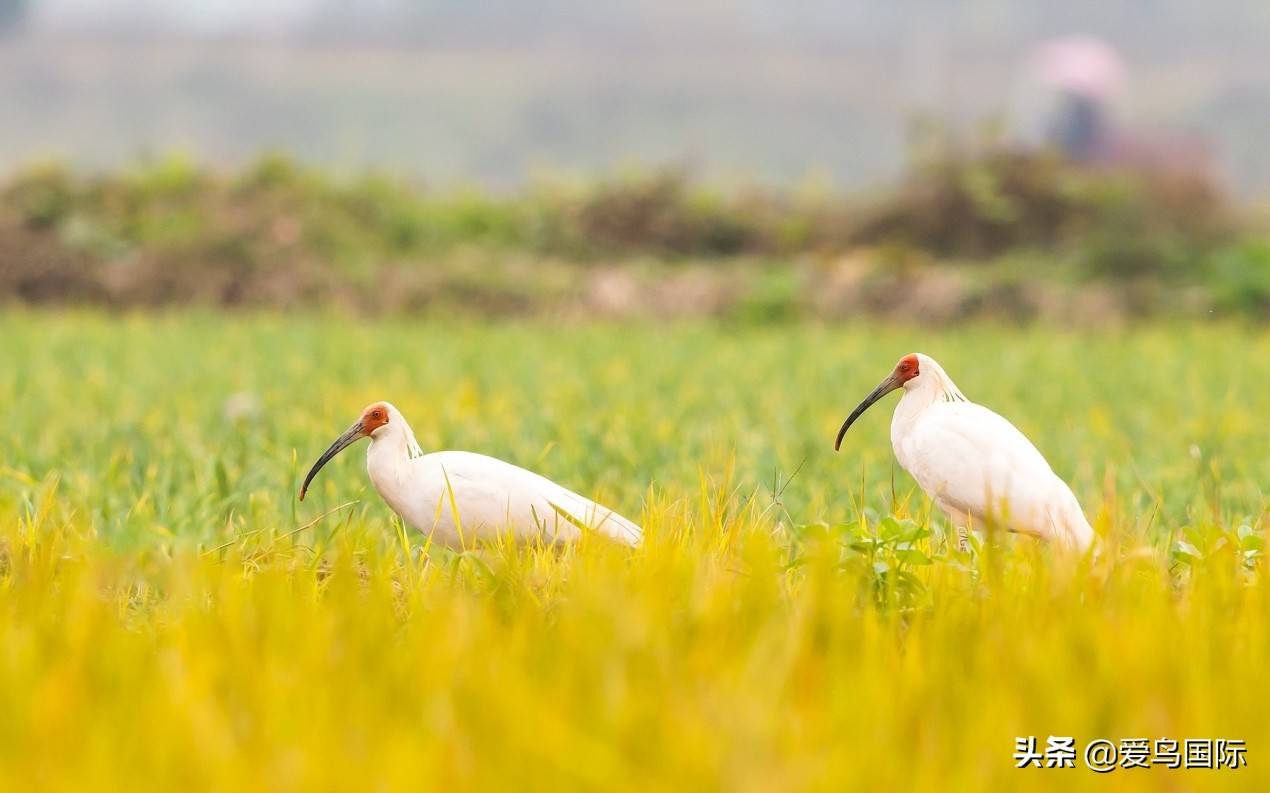 原创东方宝石吉祥之鸟朱鹮的逆袭之路