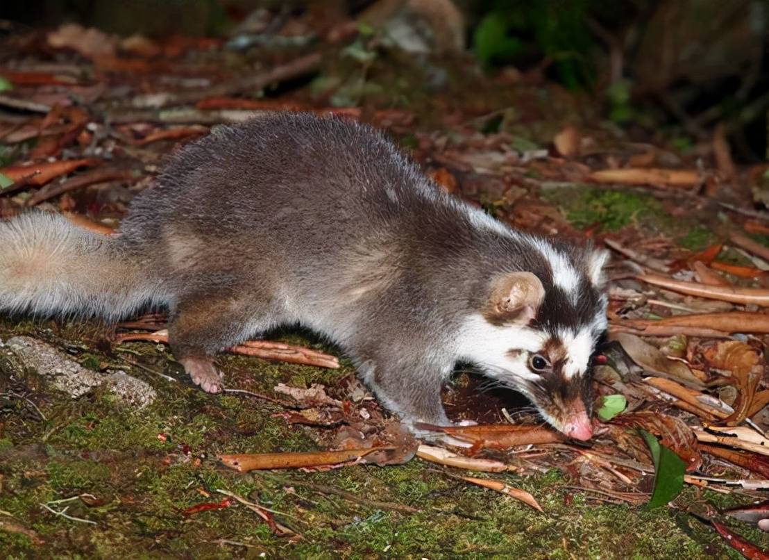 原創神隱動物現身大黑山體長僅50釐米性格極似平頭哥