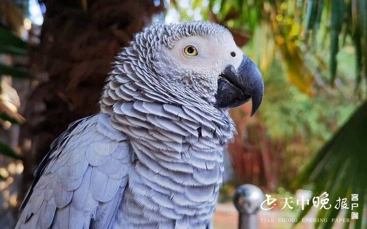 南海动物园有两只会说话的灰色鹦鹉 系优秀保护动物