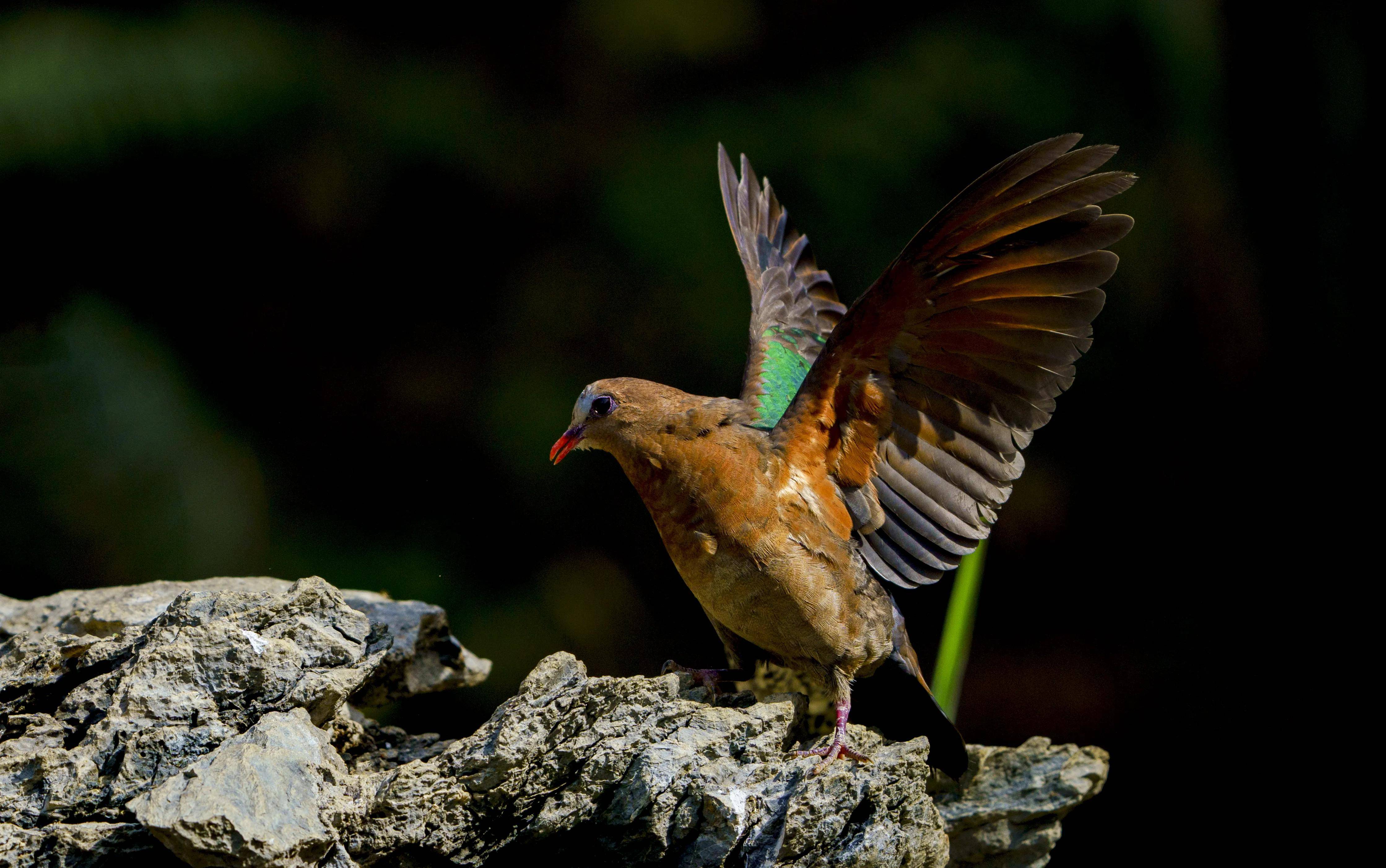 原创东江揽胜一只用尽洪荒之力凹尽各种造型给你拍摄的绿翅金鸠