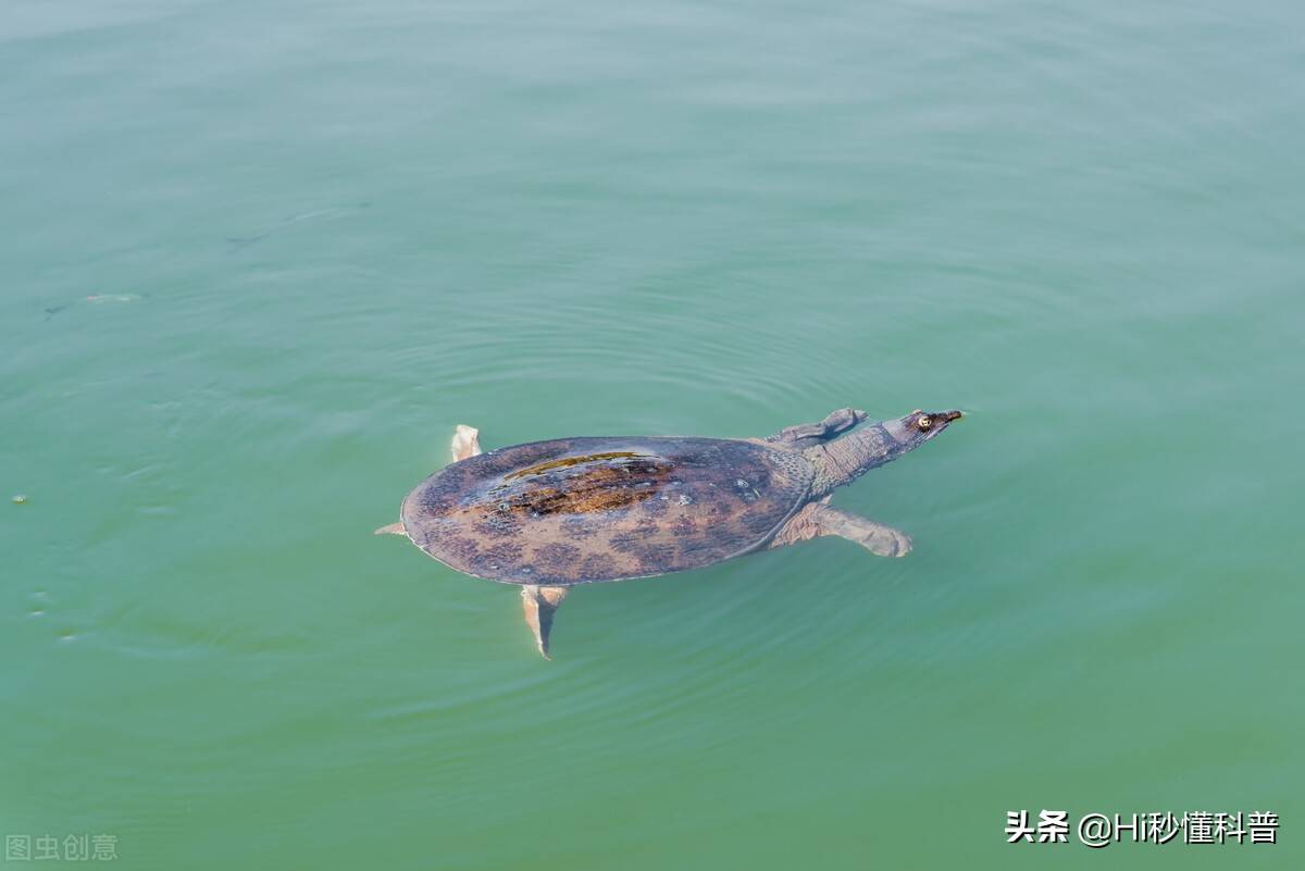 佛罗里达鳖在我国多省出现黄河长江或已失守会泛滥成灾