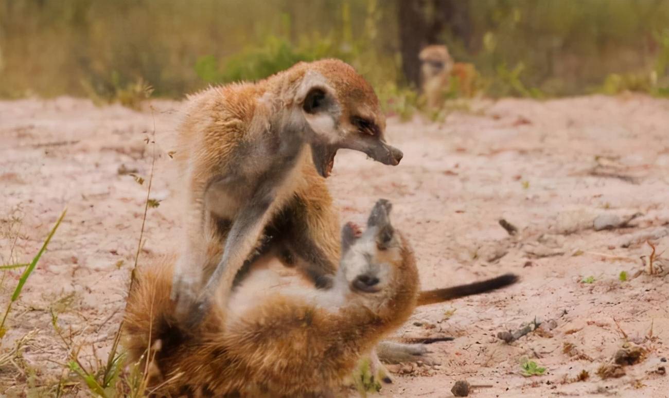 非洲精灵狐獴毒蝎眼镜蛇都礼让7分它有何威名