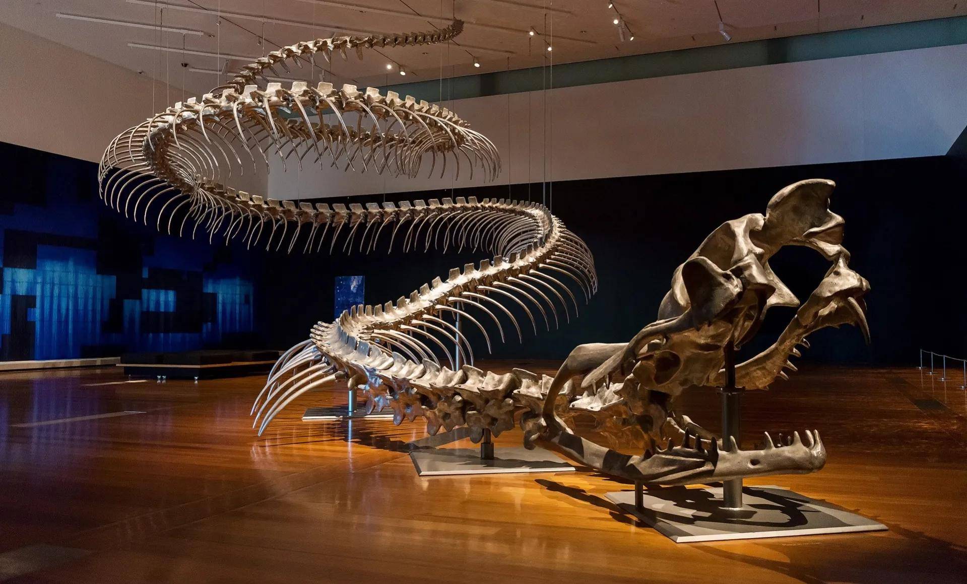 泰坦蚺第二:兽族之光:鲸类始新世早期,鲸类下海前有个陆生到水生的