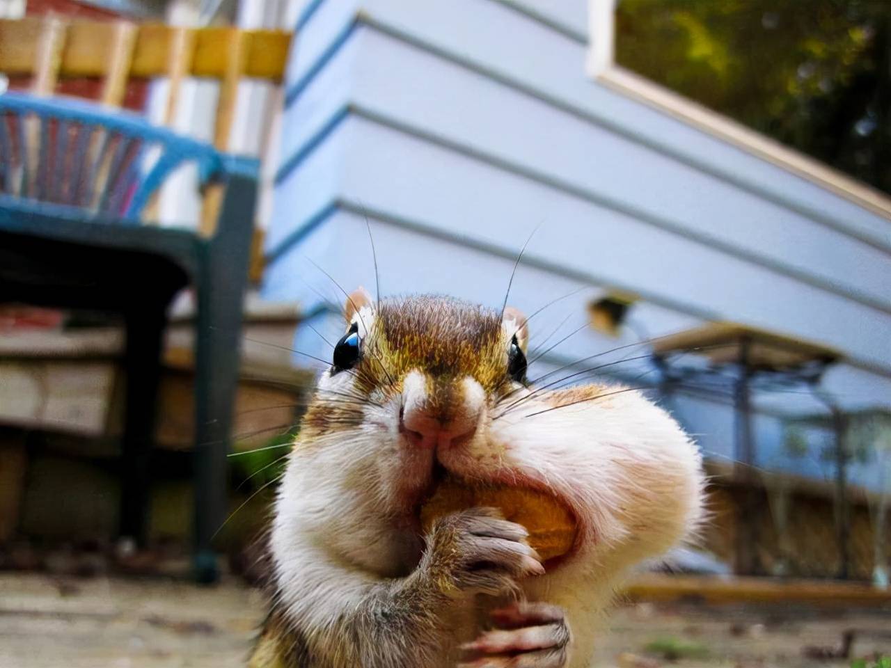 把松鼠春季藏的食物偷走松鼠春季会饿死吗为什么