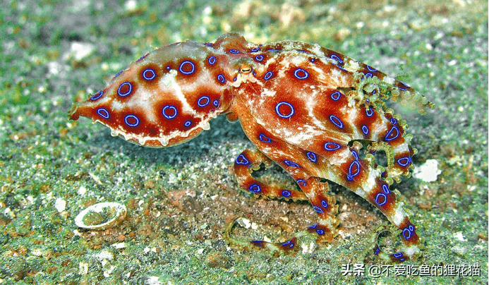 最毒章鱼 没有天敌的威胁 大自然是公平的 它仅有一次繁殖机会 蓝环 生物 澳大利亚