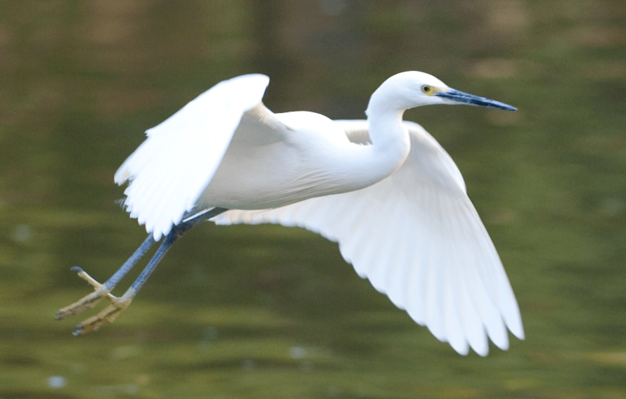 原创白色羽毛的飞鸟你见过吗一种完美得像天使一种似古代谦谦君子