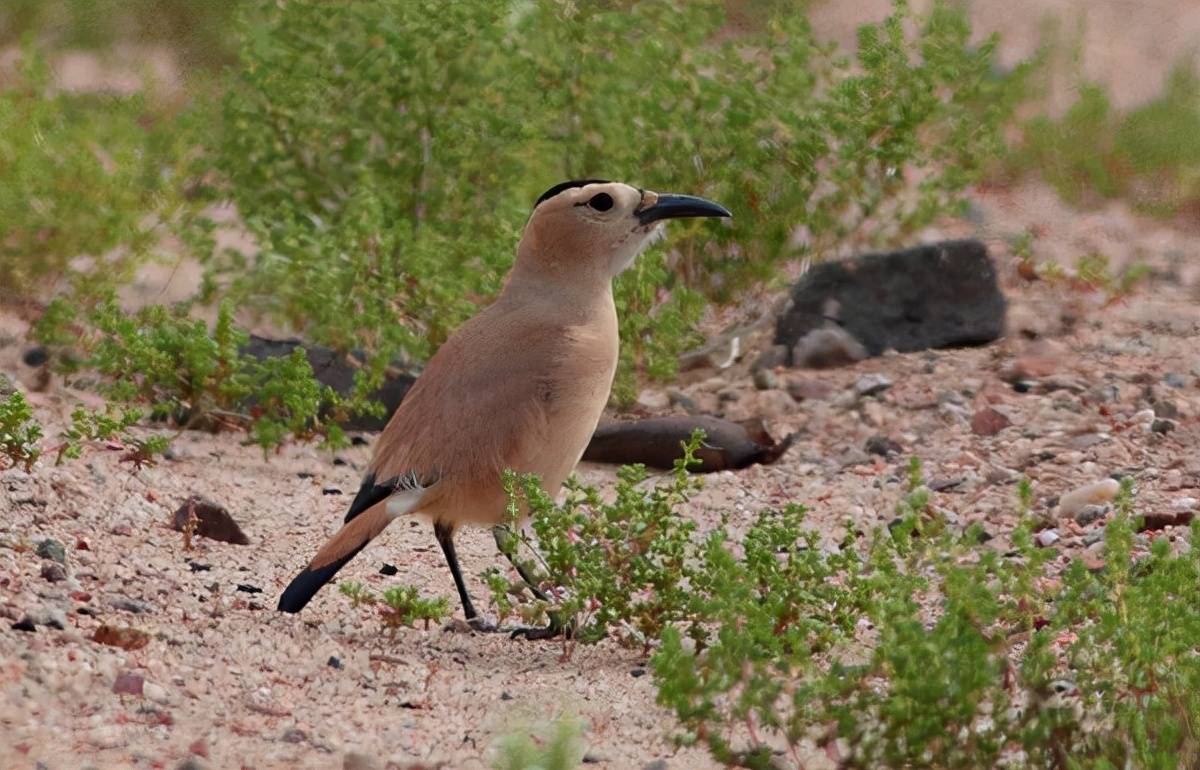 我国特有物种,沙漠喜鹊,迷你走地鸡:白尾地鸦_生活_活动_鸟类