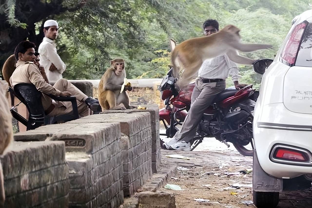 Revengeful Monkeys Killing 250 Dogs in Maharashtra Have Inspired Gang War  Memes - News18