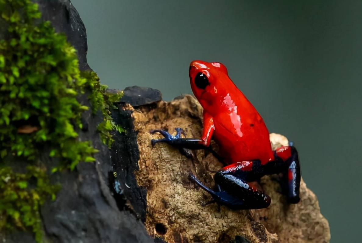 十种神奇红色动物排行榜 小龙虾上榜,第七被称为财神鱼