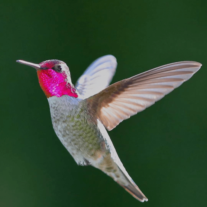 还有一种典型的北美蜂鸟,红喉北蜂鸟 (archilochus colubris)重量约3