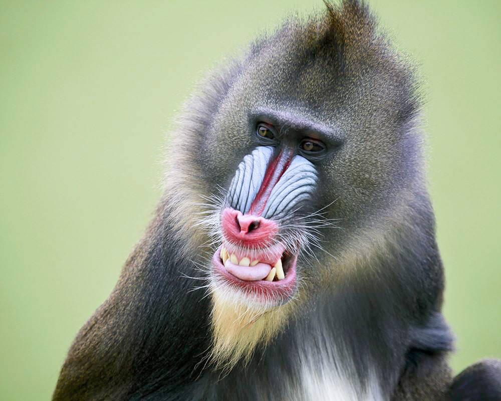 灵长类最凶狠的猴科山魈又称山中鬼怪狮子都要礼让三分