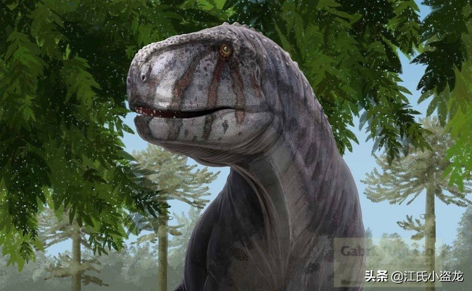 i)分类:蜥臀目——蜥脚亚目——泰坦巨龙类——真巨龙类生存年代:晚