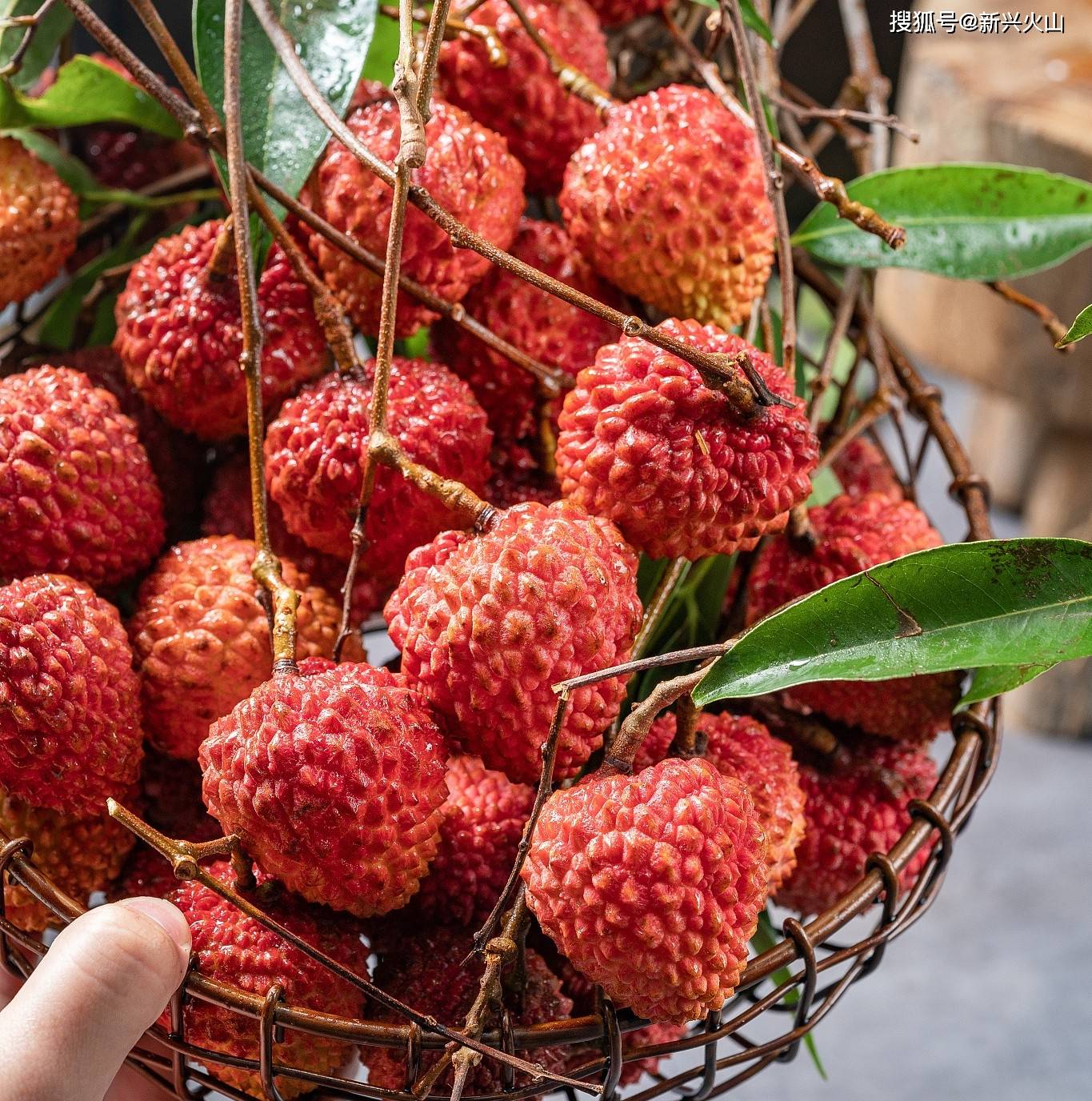 原创男子随手摘3颗荔枝被索赔80元果农我这里摘一颗至少500元