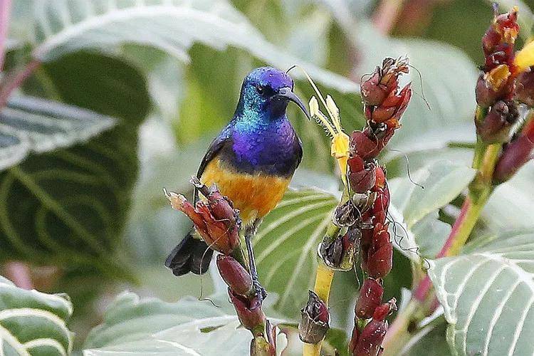 原创分享图片一紫喉花蜜鸟极其罕见的花蜜鸟