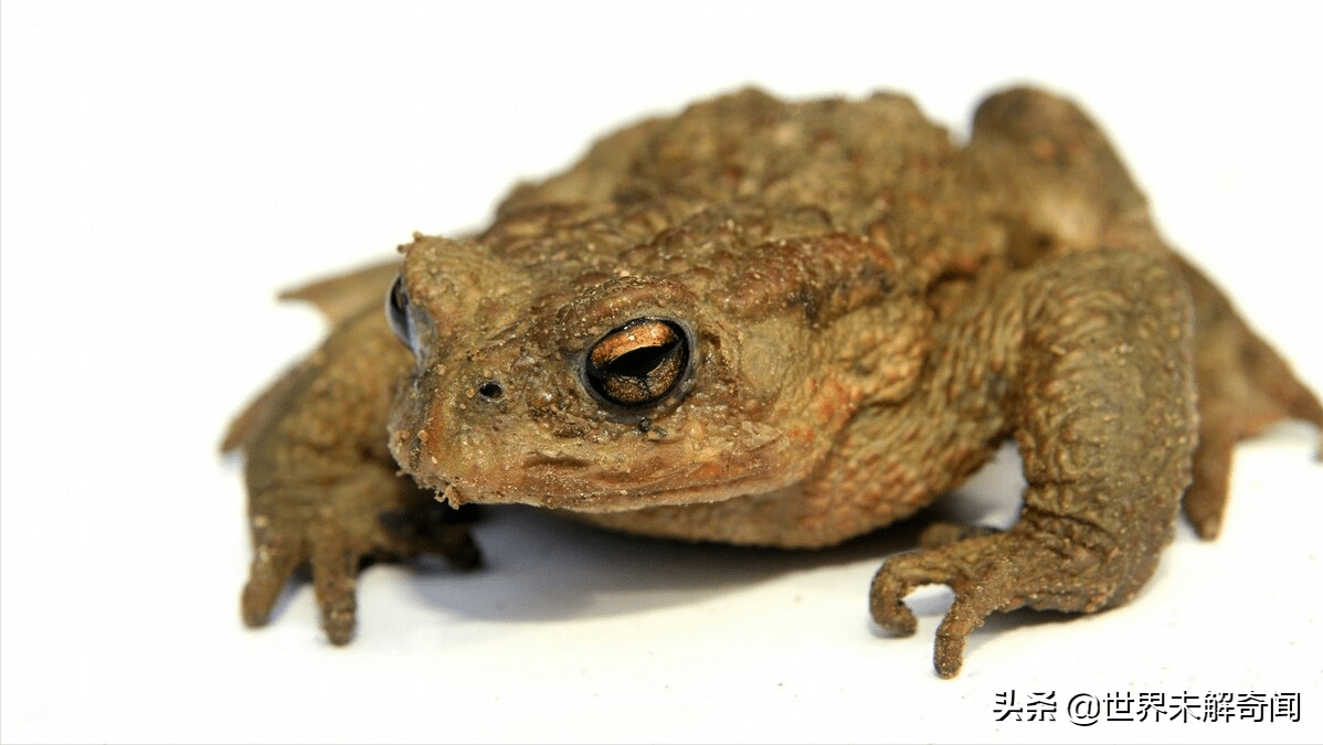 两千多年的古墓中发现一只蟾蜍难道它也活了两千多年