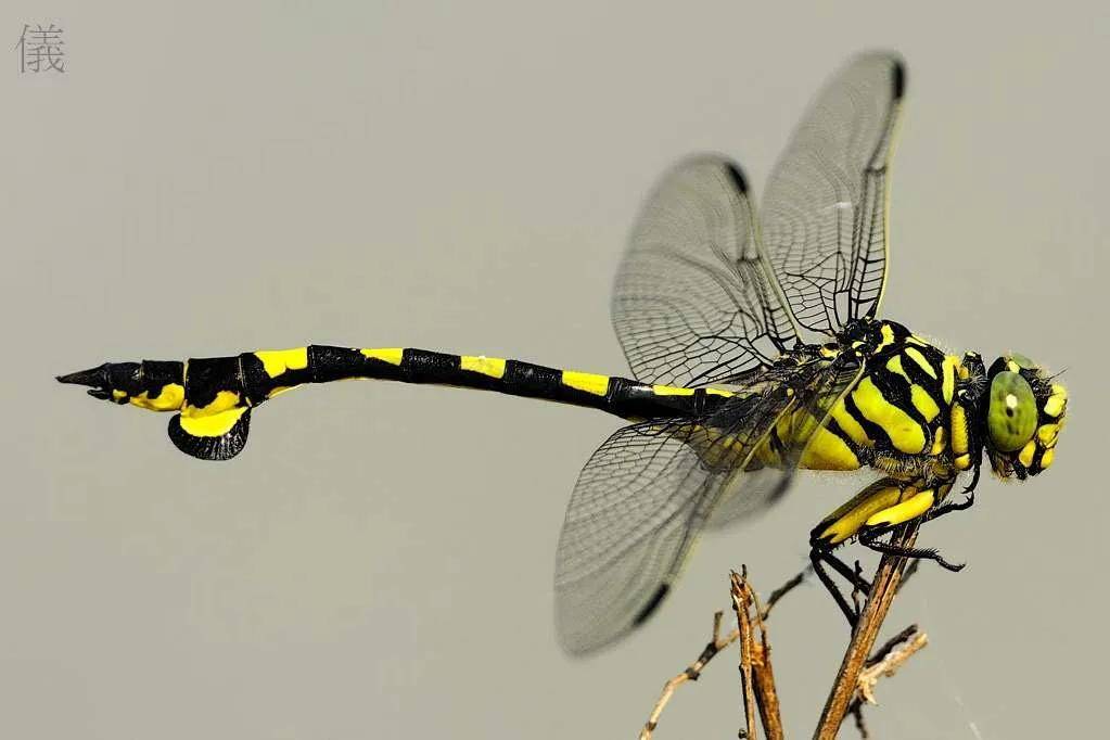 与直升机最为相似的一种蜻蜓大团扇春蜓