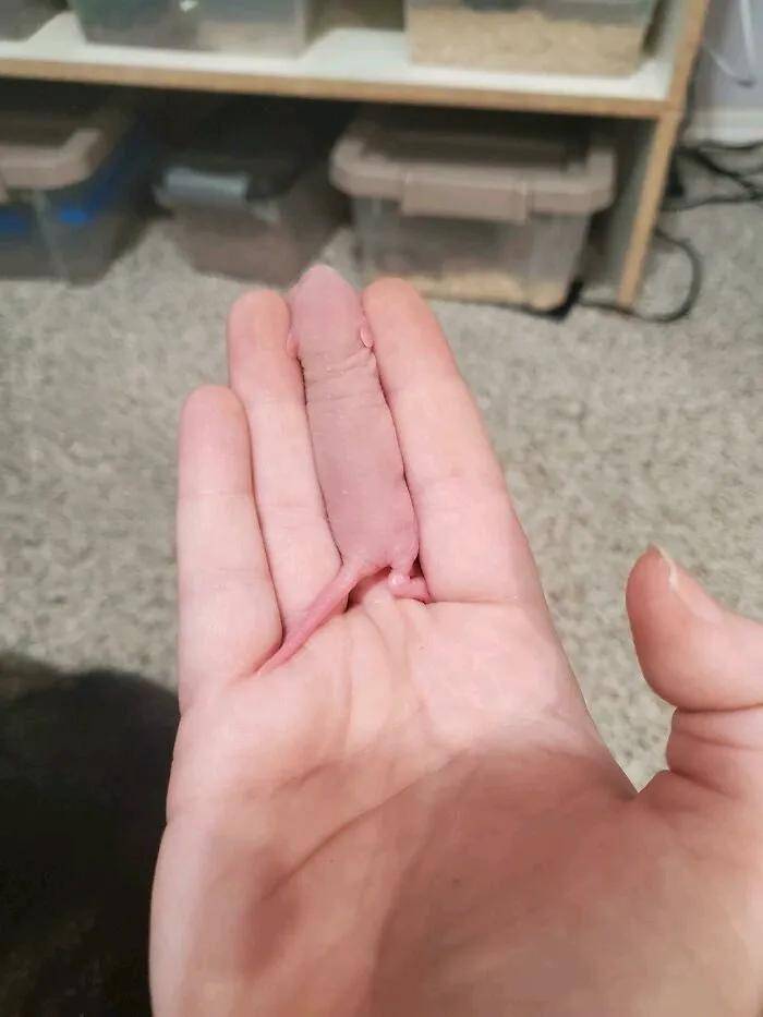 刚出生的小老鼠,和我的手指一样大小我朋友的新海龟宝宝这是我见过最