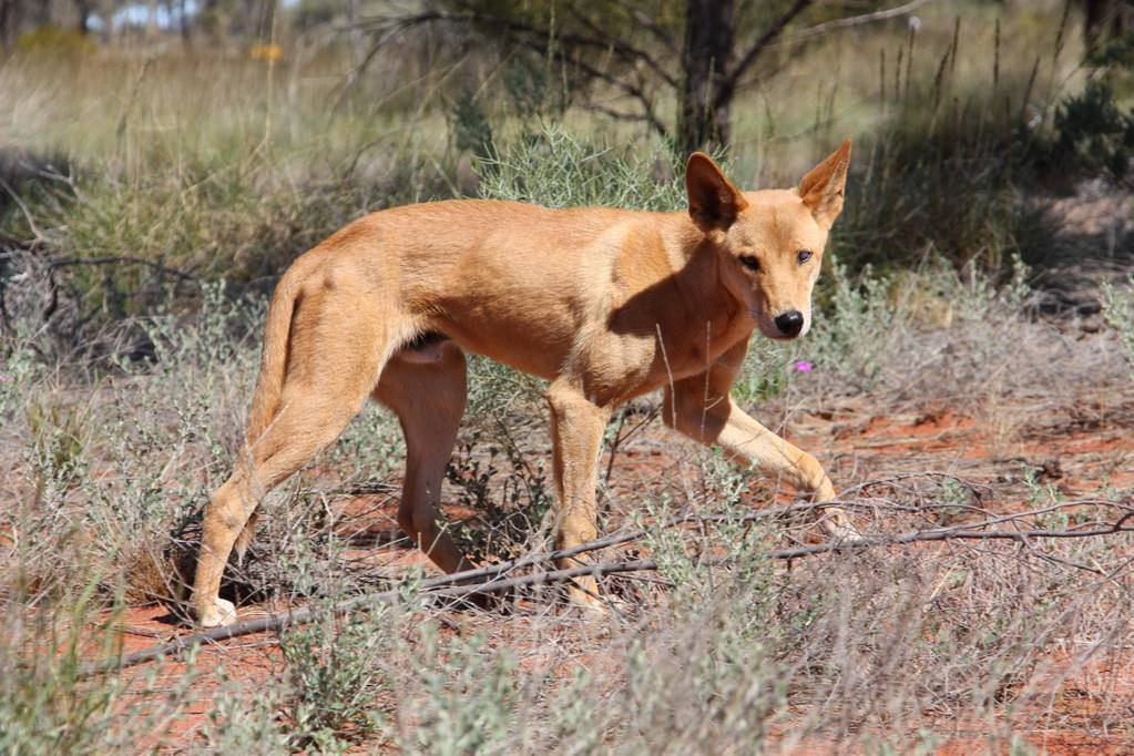 澳大利亚野狗泛滥成灾,进化为顶级猎食者,为何澳方还不制止?