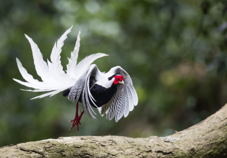 原创哈尼族的图腾鸟白鹇长什么样子有何传说