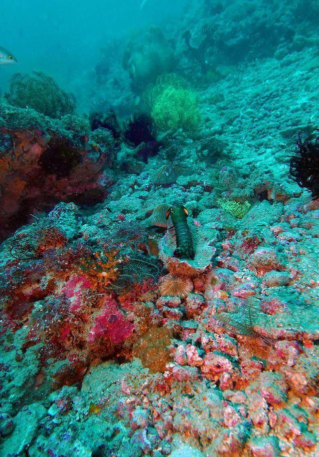 原创洋流变暖海洋底栖生物迷路了