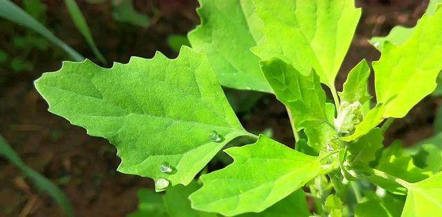 原創農村有一種野菜叫灰灰菜你吃過嗎