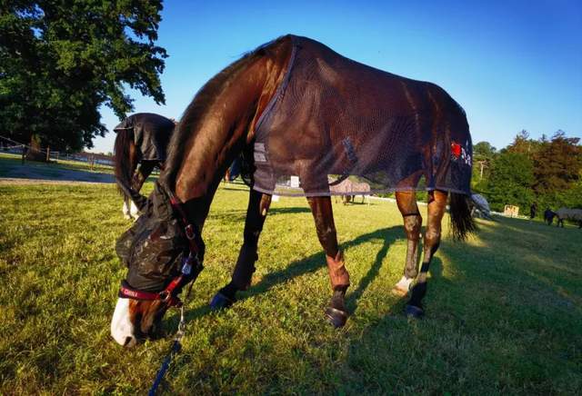 海澜马术队骑手孙华东在波兰举行的国际马联三项赛中获得第四名