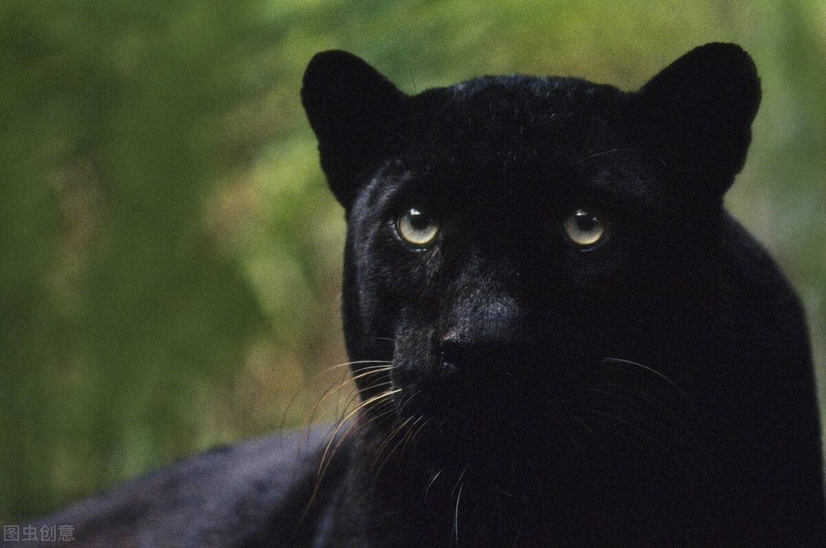 因为抗疫封城,造成人退狮进_黑色_美洲虎_动物