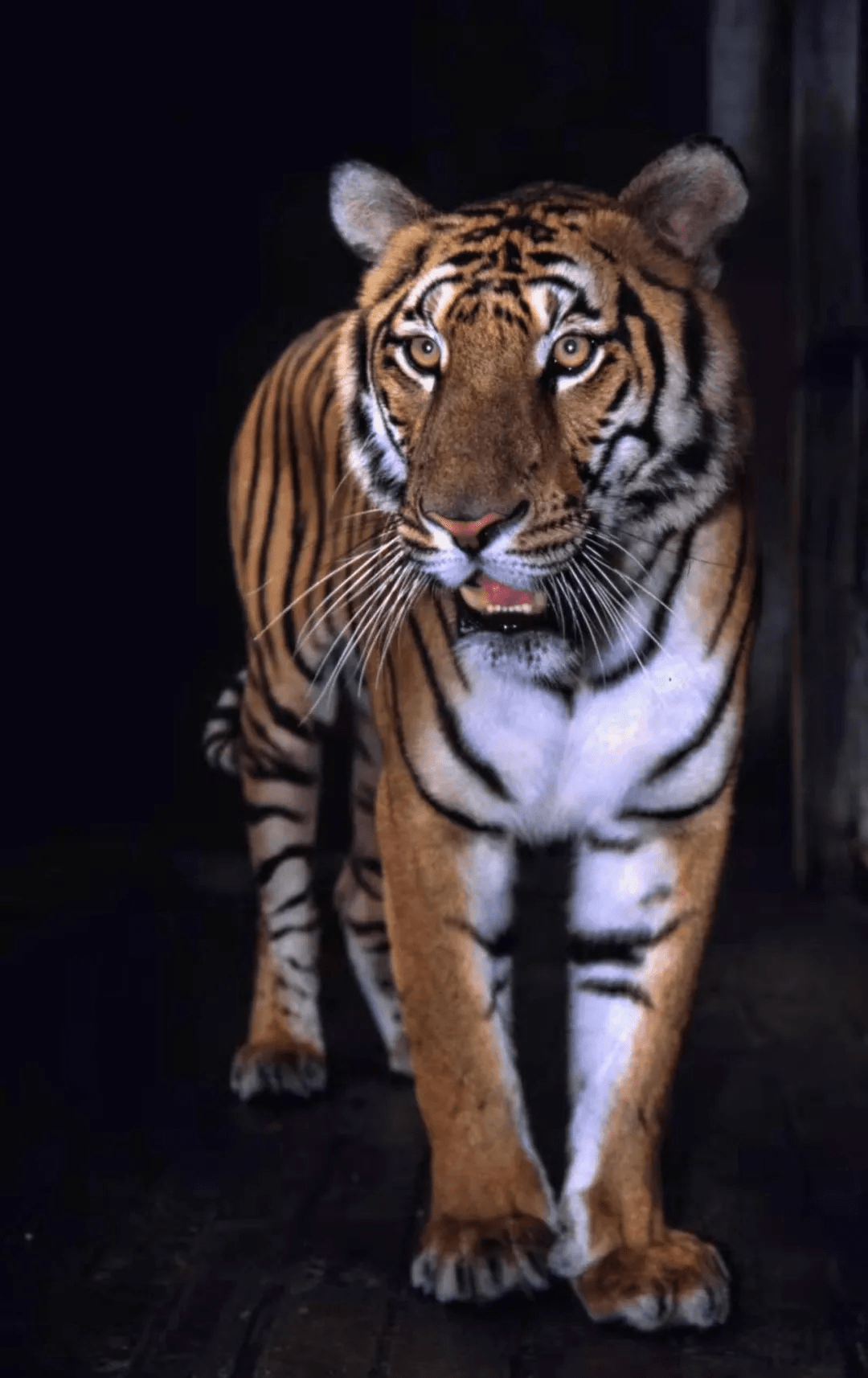 虎年谈"虎豹"-守护"脆弱"的野生猛兽_金钱豹_华南_动物