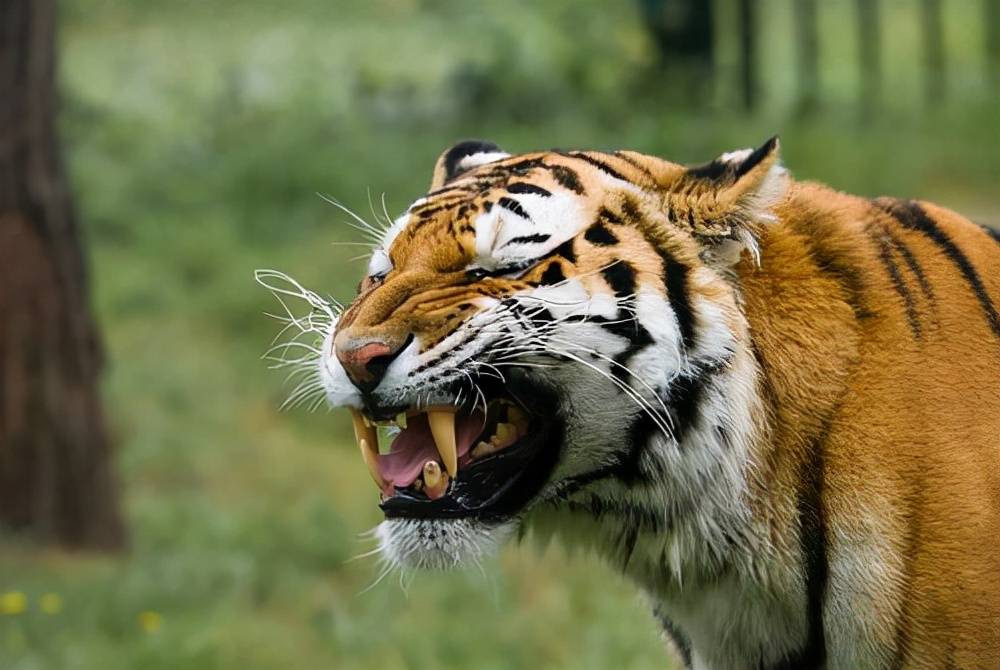 炸毛的老虎老虎在自己领地"圈养"附庸猎物与老虎来说,能够通过耳朵