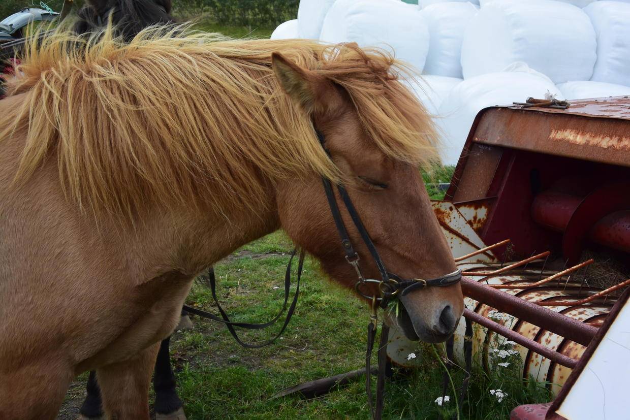 原创冰岛马最独特的标志是它额头前面的斜刘海又特别又可爱