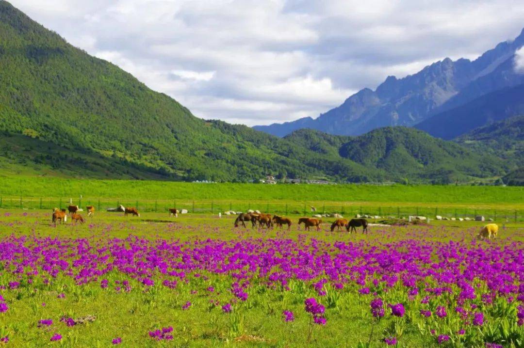 夏日,丽江文海美如画_草甸_牛羊_游人