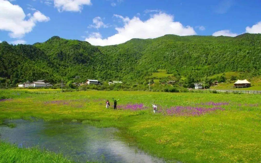 夏日,丽江文海美如画_草甸_牛羊_游人