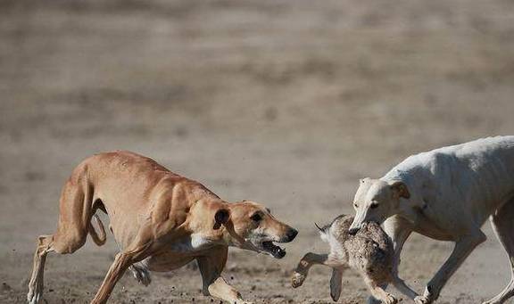 怎么训练格力犬灵缇抓兔子有哪些值得注意的地方呢