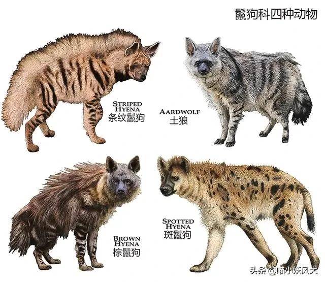 斑鬣狗体重图片