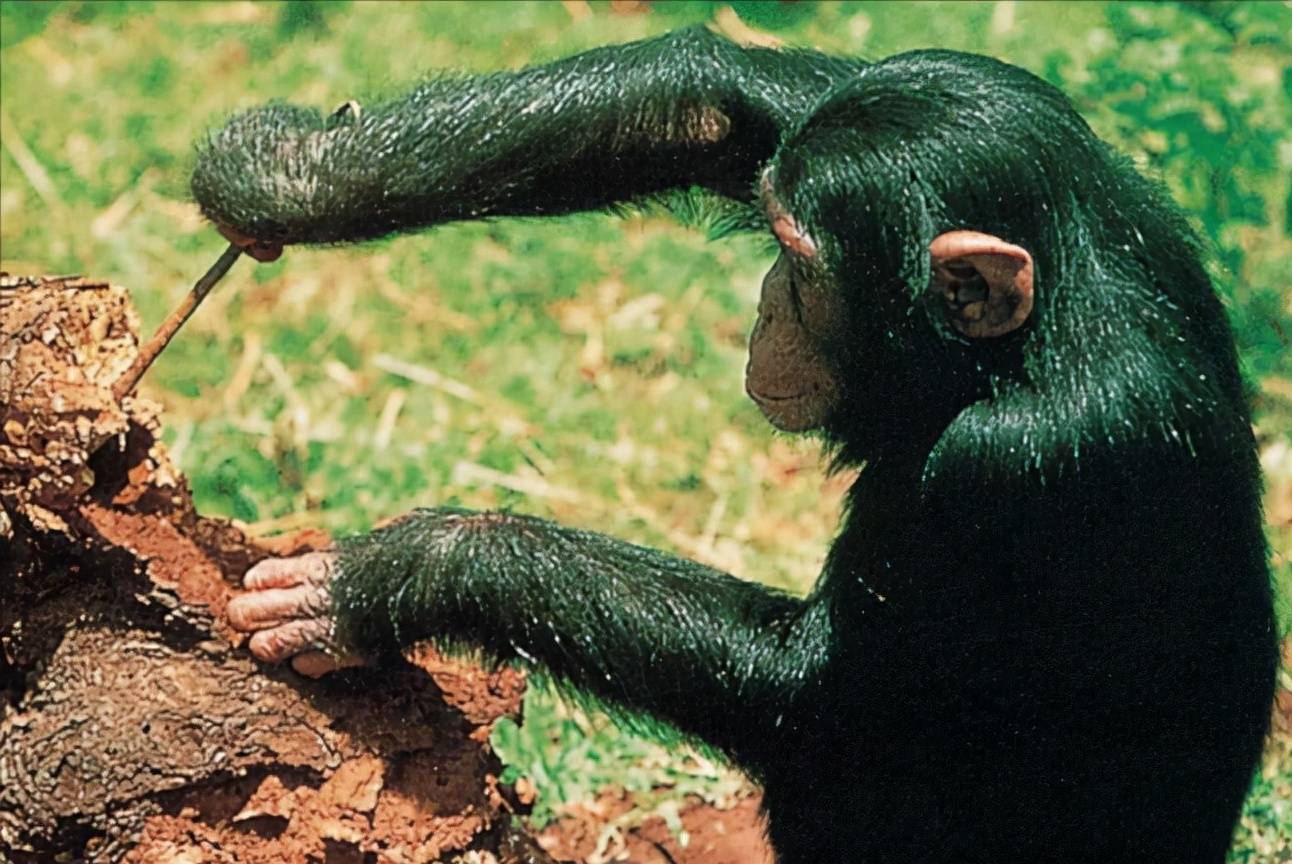 巴拿马雨林白面卷尾猴,会使用石头凿开食物,动作十分娴熟