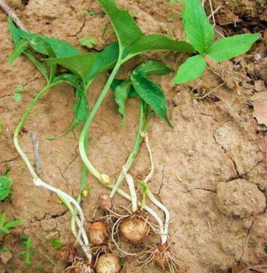 半夏和一些药材搭配就会降低毒性,但如果误食生半夏的话就会中毒,所以