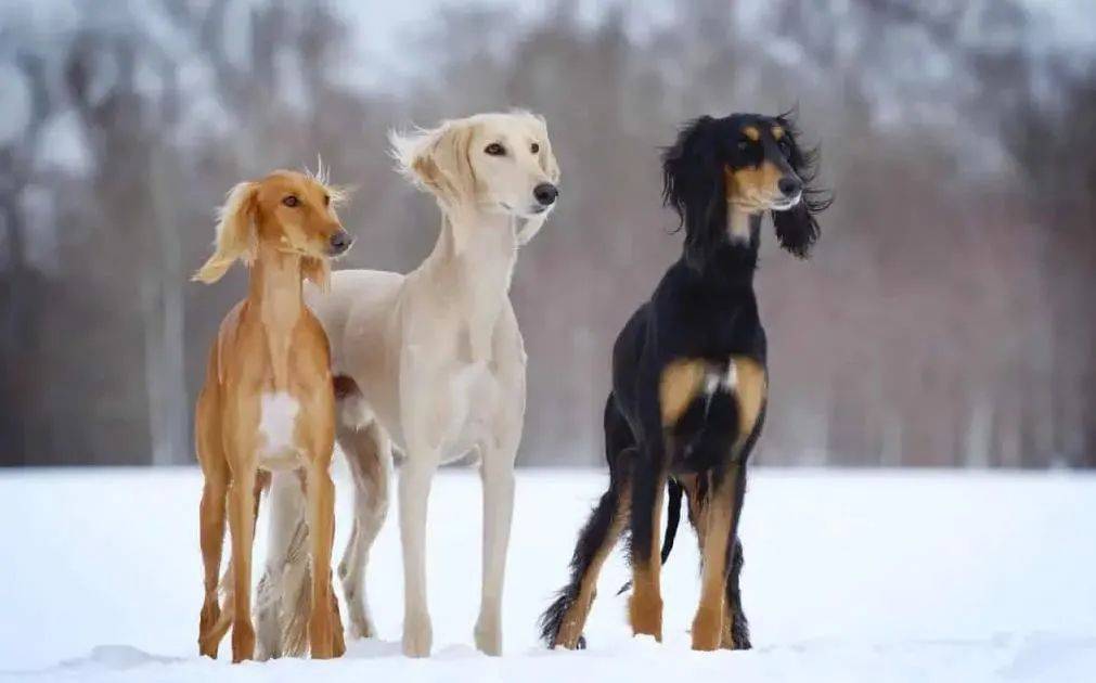 萨路基猎犬优缺点图片