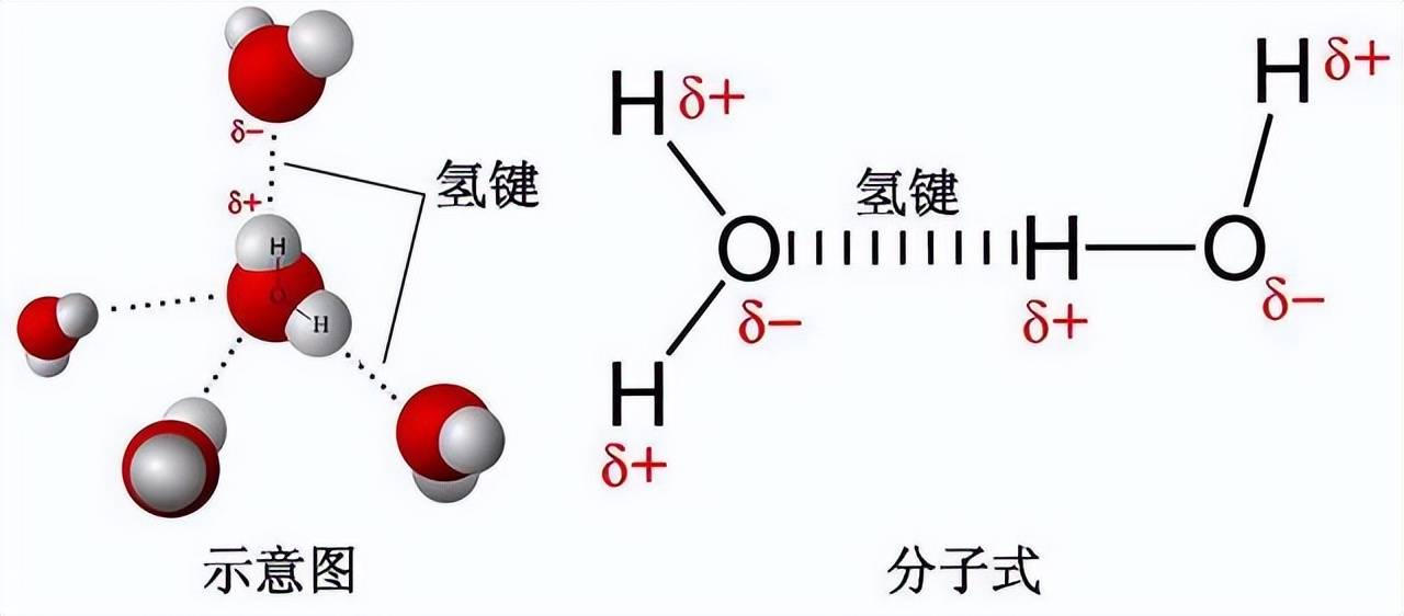 磷酸二酯键和氢键区别图片