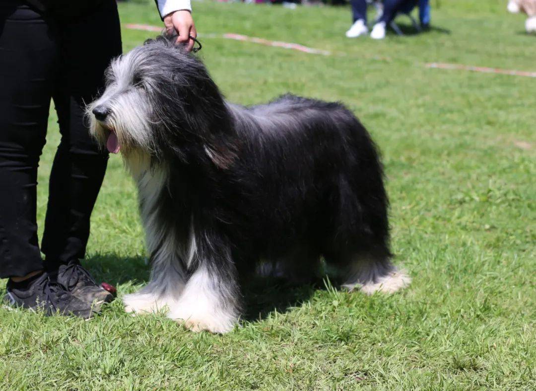 黑色古牧犬图片图片