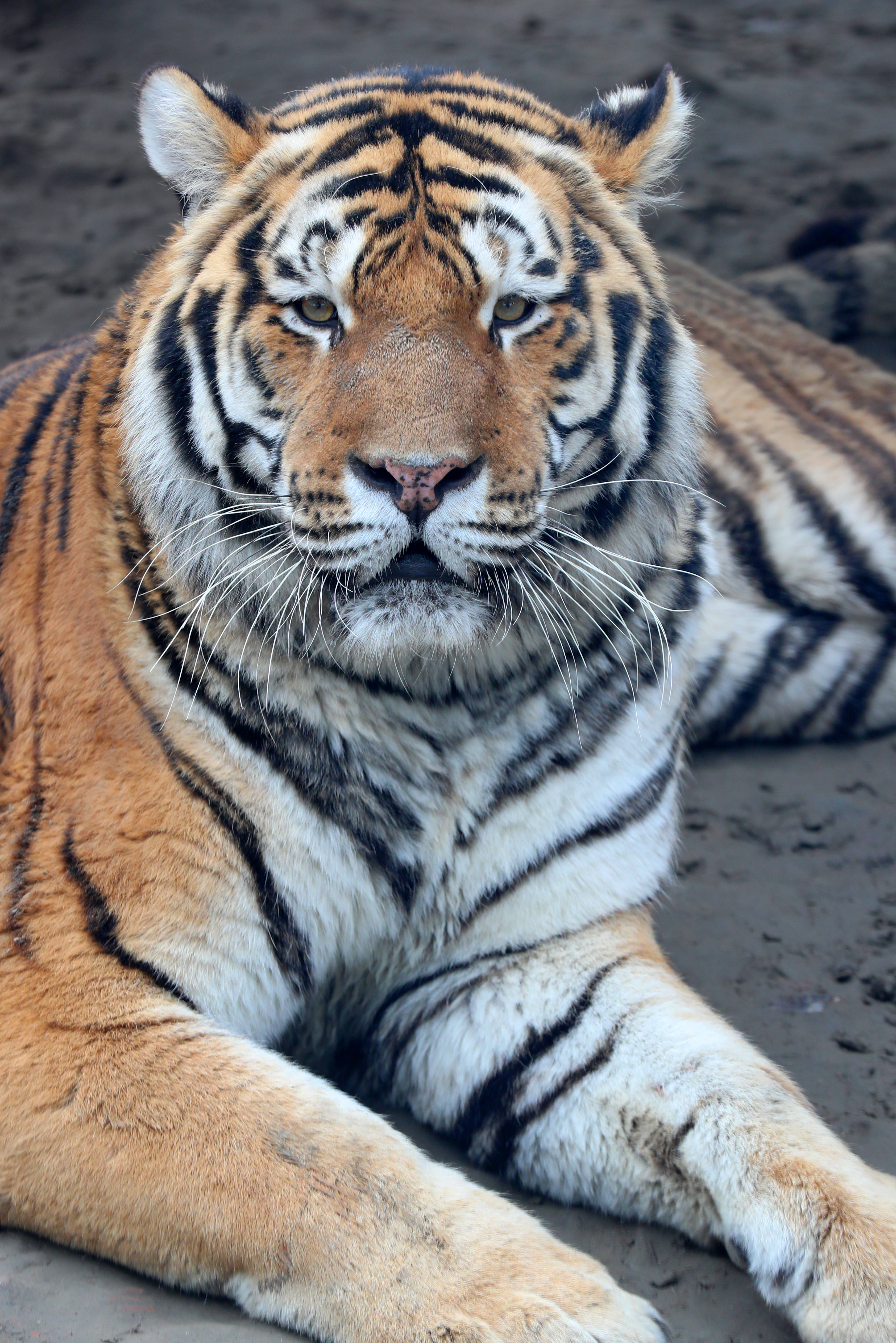 原创孟加拉白虎东北虎江苏南通森林野生动物园群虎亮相迎虎年