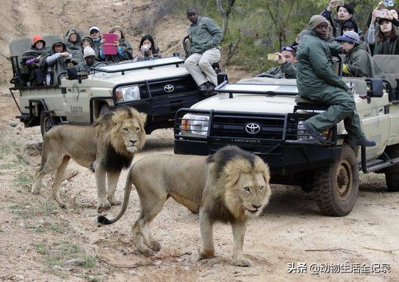 赫德特雄狮联盟为了王位打死亲生父亲打伤长兄冷酷霸道