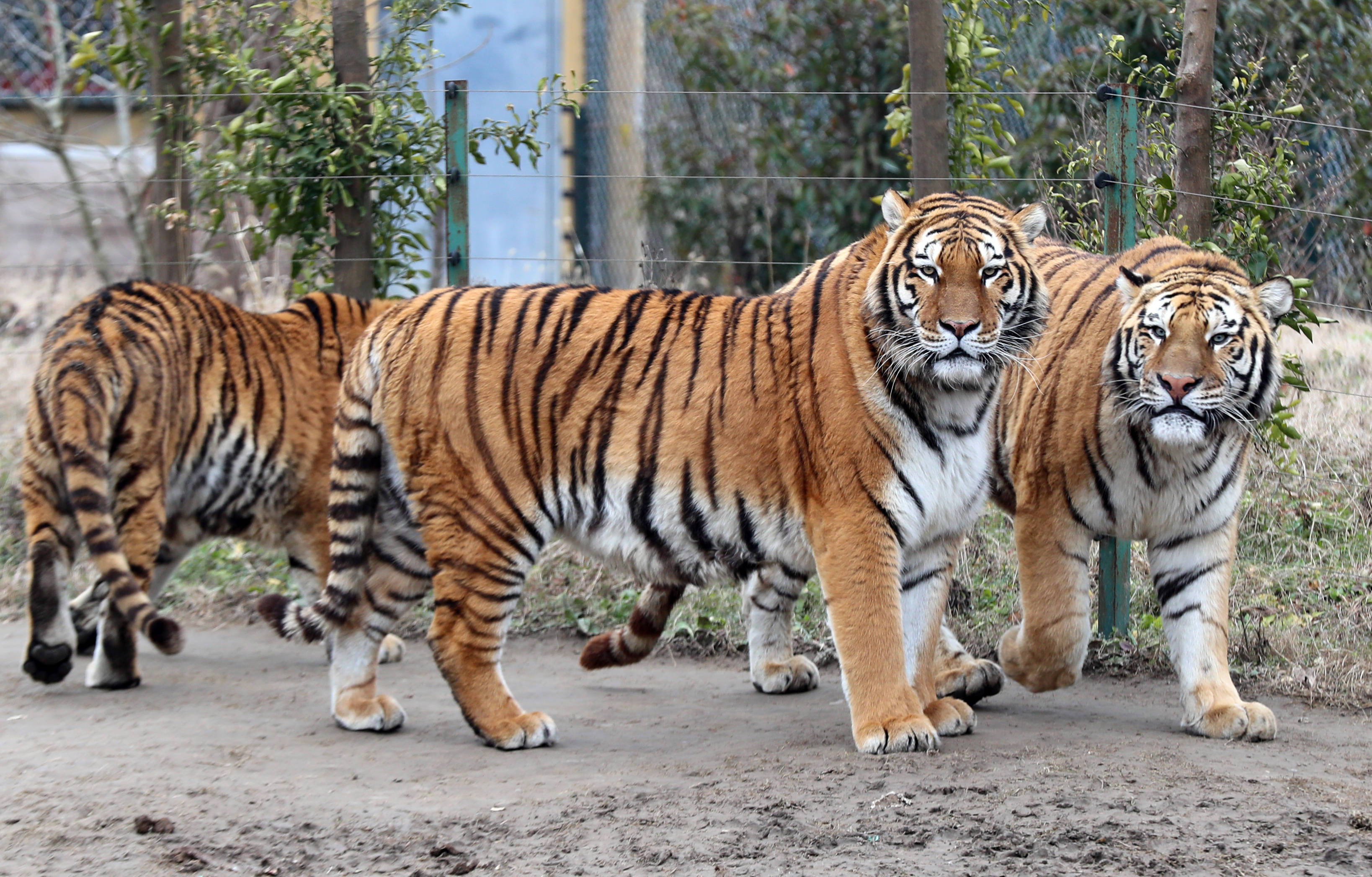 动物家族传奇孟加拉虎图片
