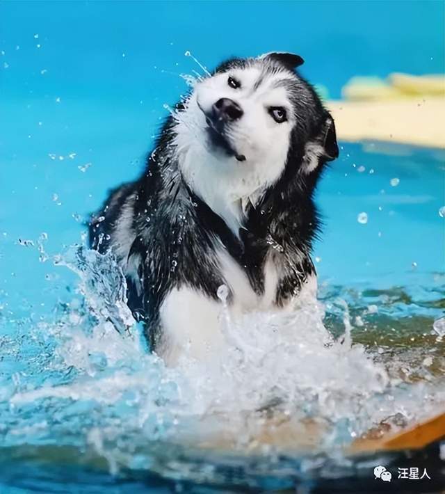这算是二哈的正常照片吧太沙雕了,哈哈哈.