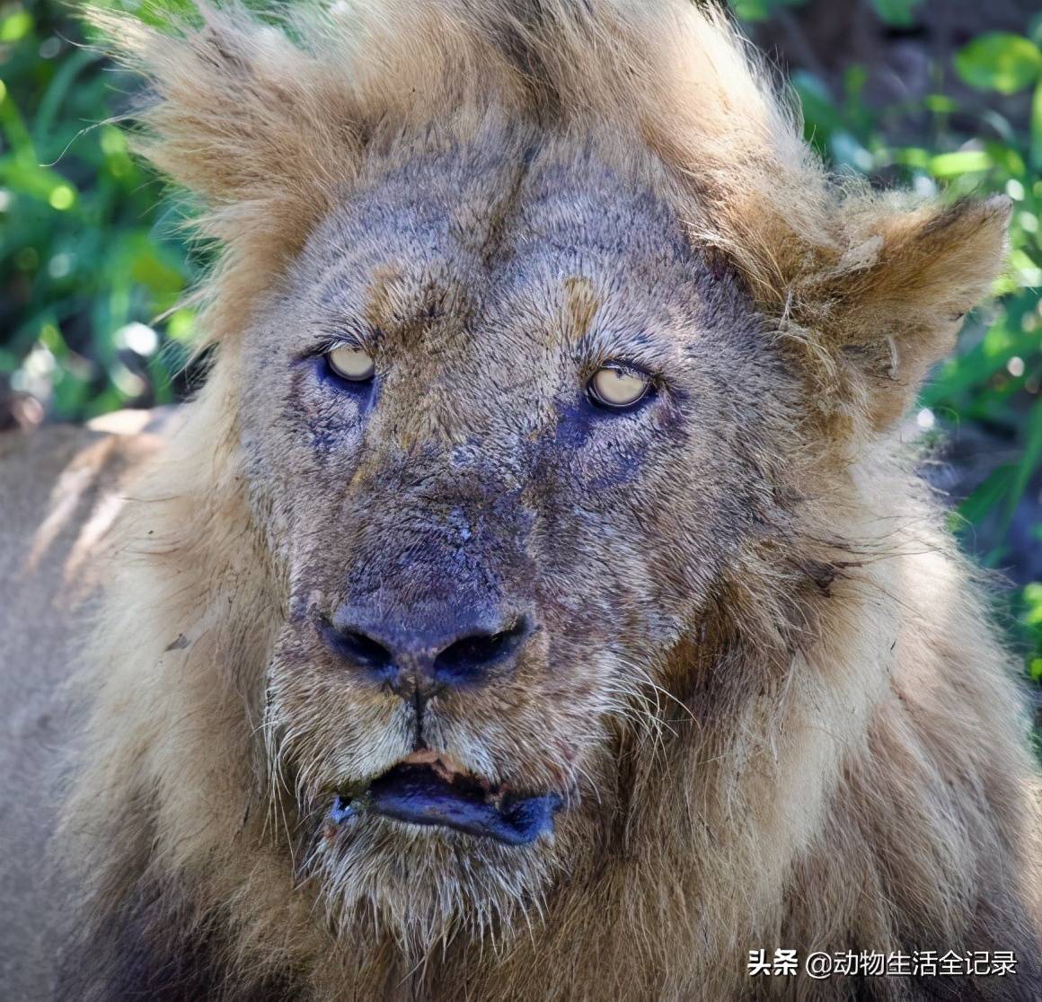 原创熊男雄狮第三度称王却因年老败于年轻雄狮最终流浪后失踪