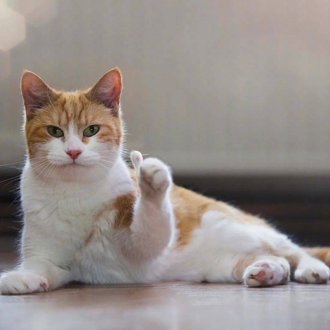 猫表情包竖大拇指棒 - 堆糖，美图壁纸兴趣社区